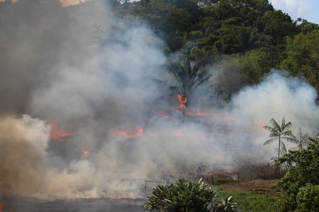 10.–12. den:  Guyanská ZOO, Savana Roche, Vypalování&nbsp;pralesa